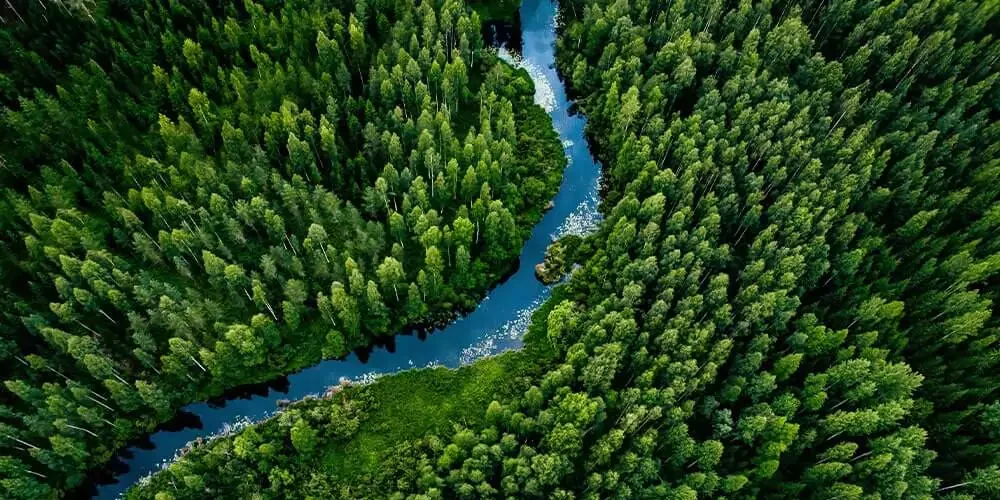 forest and river