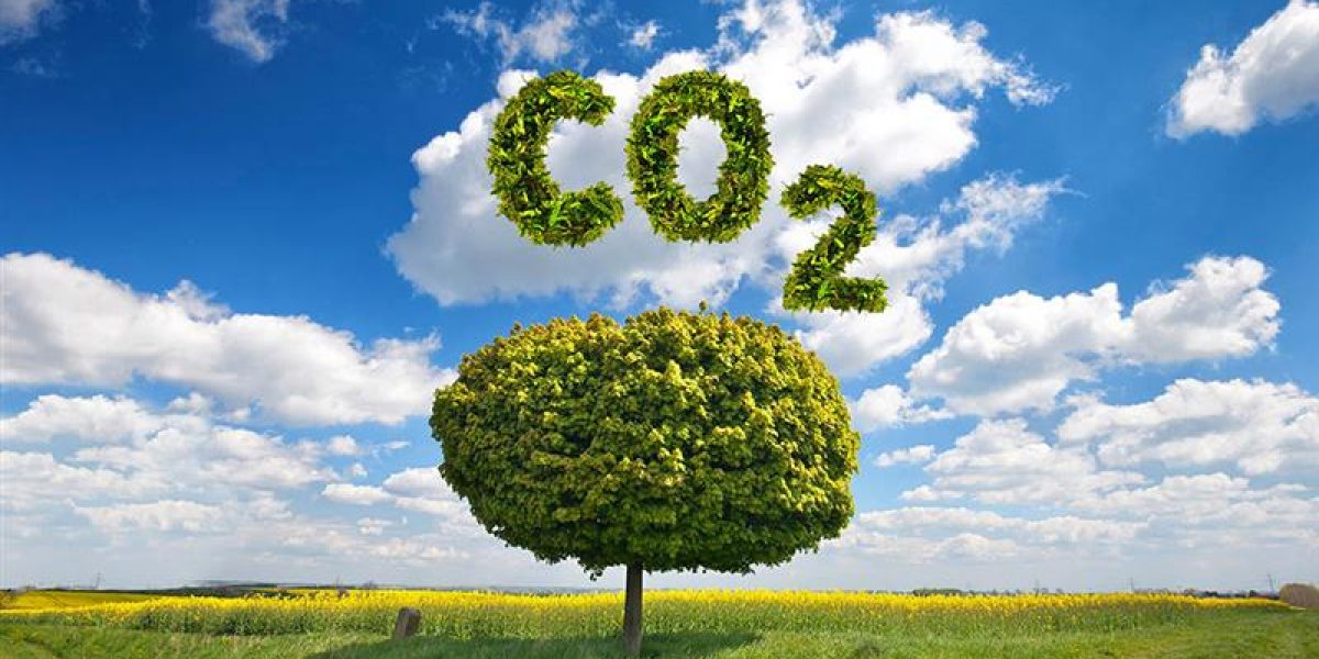 C02 sustainability tree in the ESG world