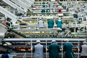 vegetables-production-line